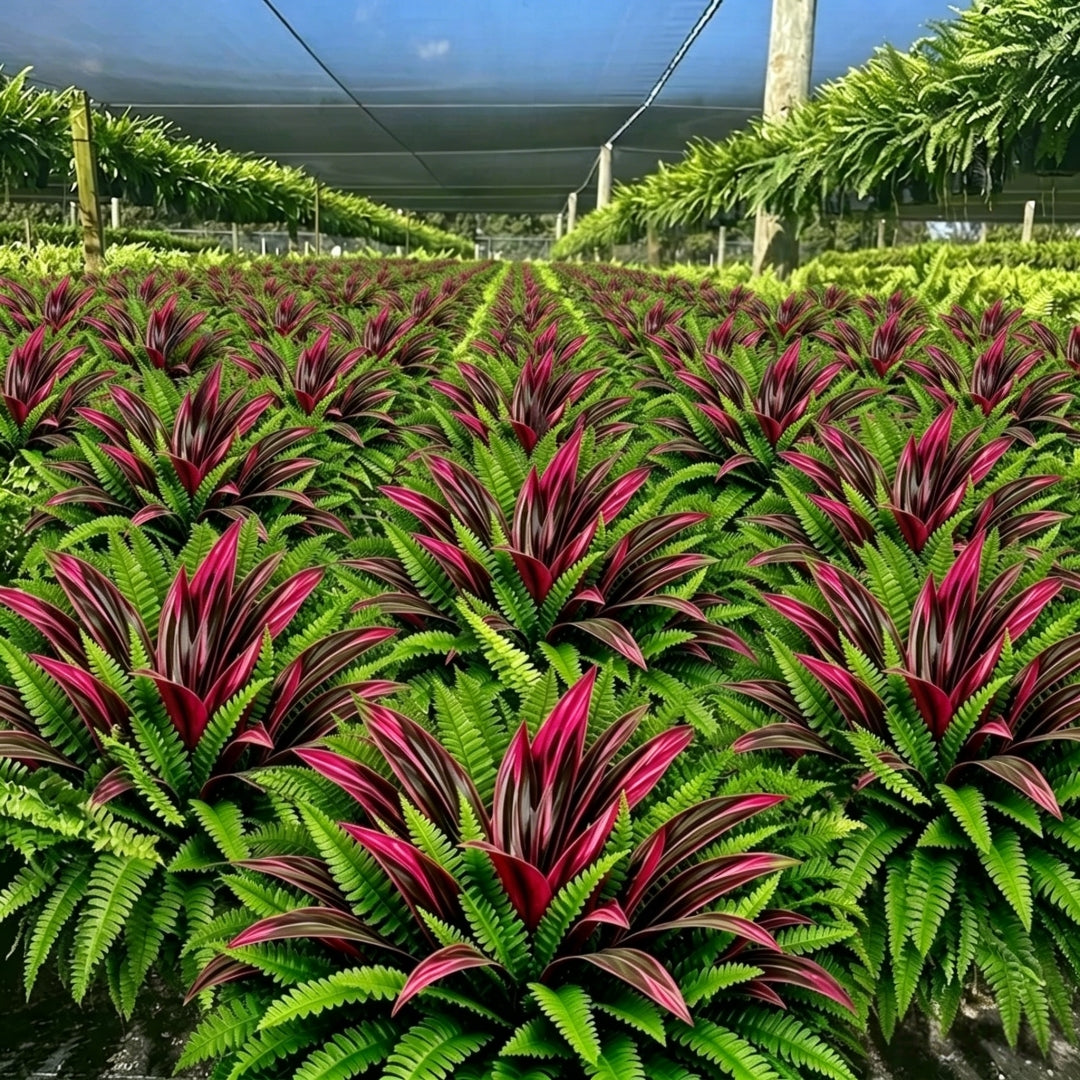 💥Summer Special🔥 UV‑Resistant Artificial Fern & Red Dracaena, Lush Full Fade‑Proof Decorative Plants