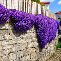 Purple Ice